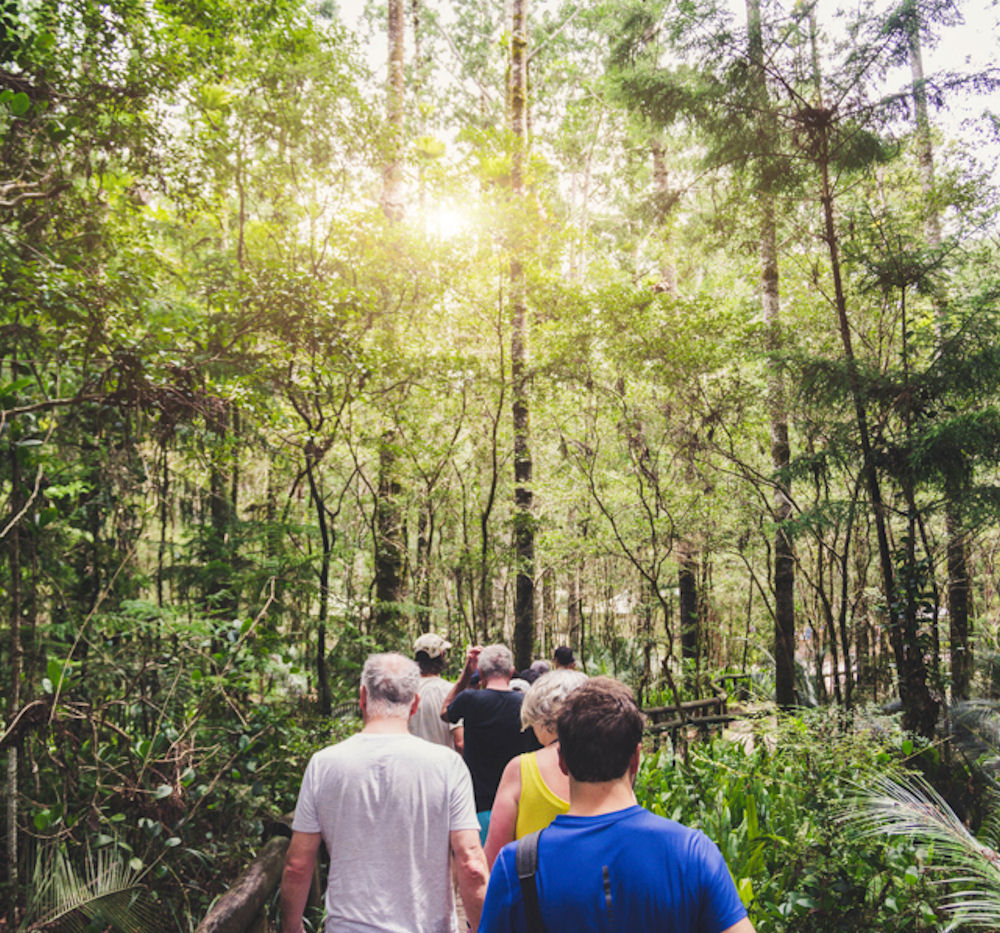 Group of people walking in a forest from back. Adventure, travel Group of people walking in a forest from back. Adventure, travel