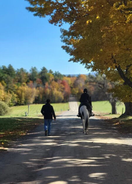Equine photo down hill 450x800 2 Equine photo down hill 450x800 2