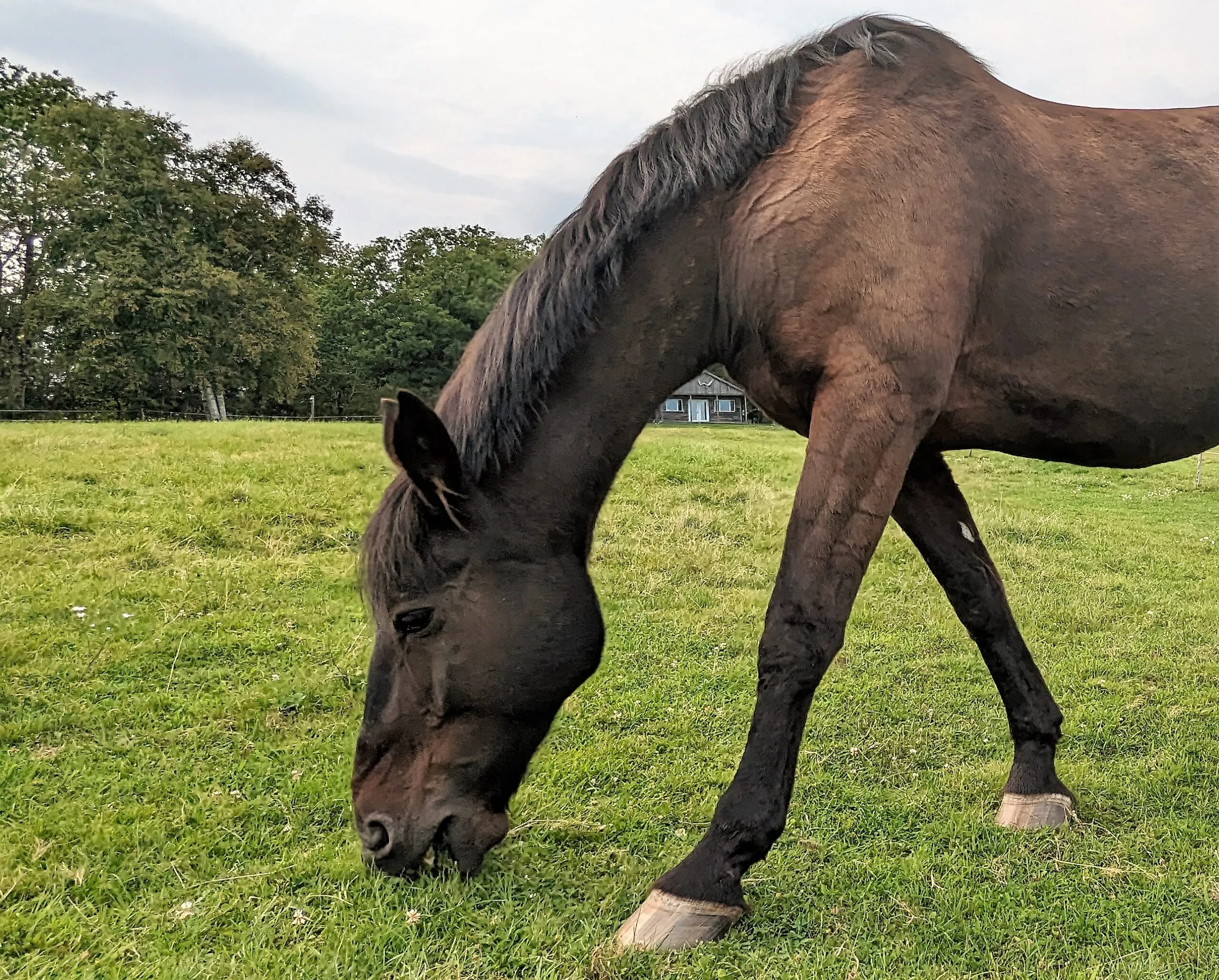 zuess scaled zuess scaled